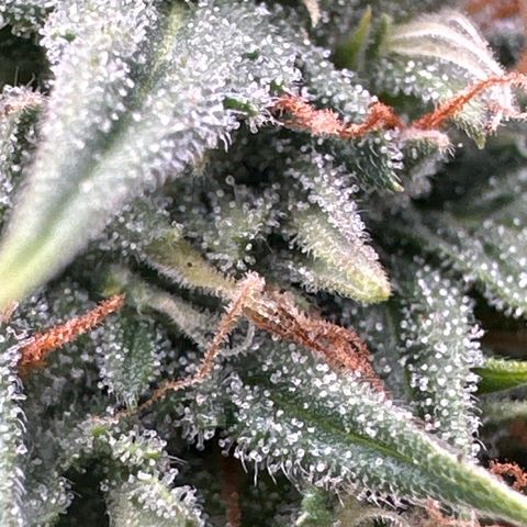Space Cake - Bottom growlog timeline photo