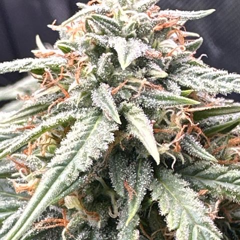 Space Cake - Bottom growlog timeline photo