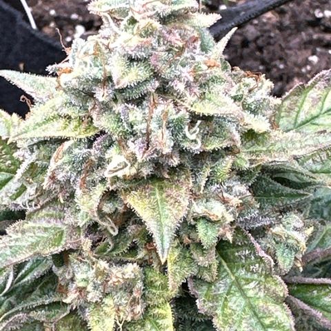 Space Cake - Middle growlog timeline photo