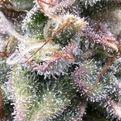 Space Cake - Middle growlog timeline photo