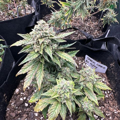 Space Cake - Middle growlog timeline photo