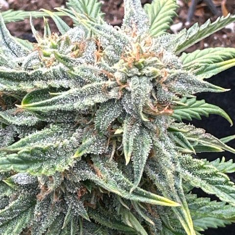 Blue Dream growlog timeline photo
