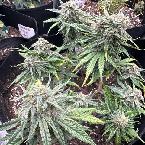 Blue Dream growlog timeline photo