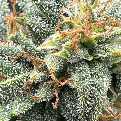 Blue Dream growlog timeline photo