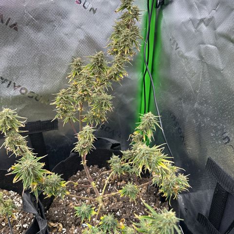 Space  Cake - Top growlog timeline photo