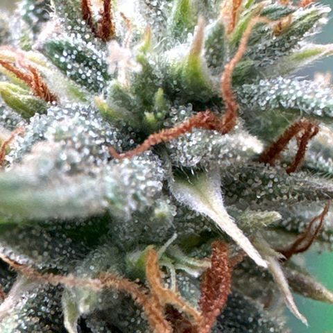 Space  Cake - Top growlog timeline photo