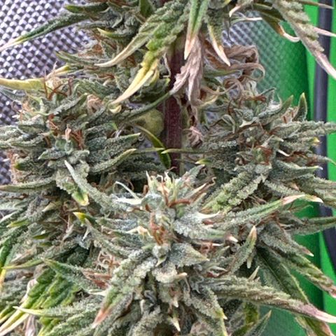 Space  Cake - Top growlog timeline photo