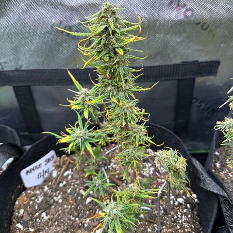 Apple Jack - Top growlog timeline photo