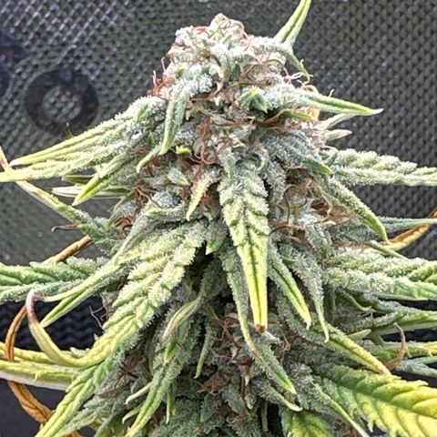 Apple Jack - Top growlog timeline photo