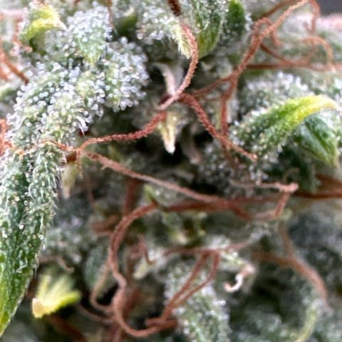 Apple Jack - Top growlog timeline photo