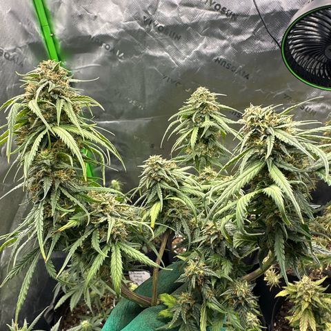Space Cake - Bottom growlog timeline photo