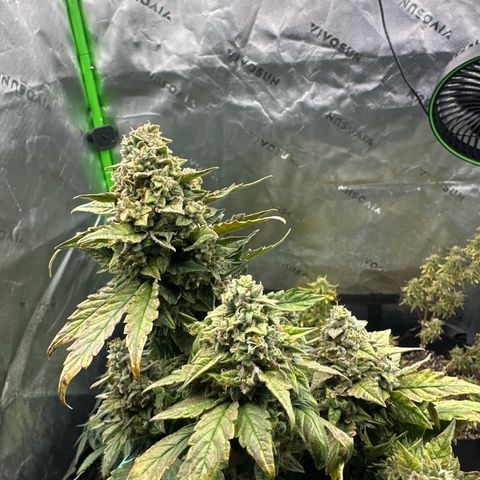 Space Cake - Middle growlog timeline photo