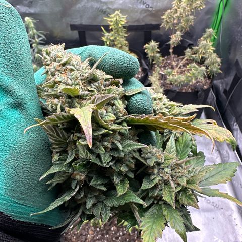 Space Cake - Middle growlog timeline photo