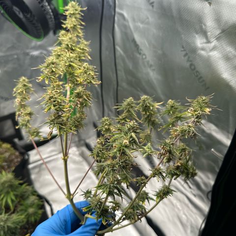 Space  Cake - Top growlog timeline photo