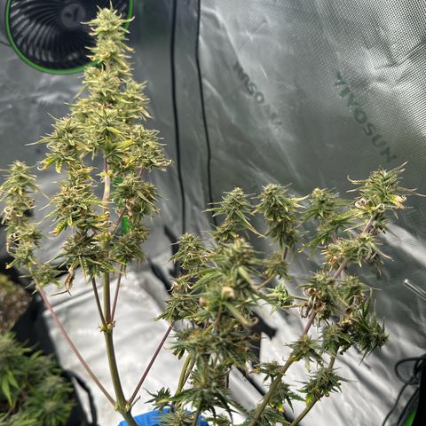 Space  Cake - Top growlog timeline photo