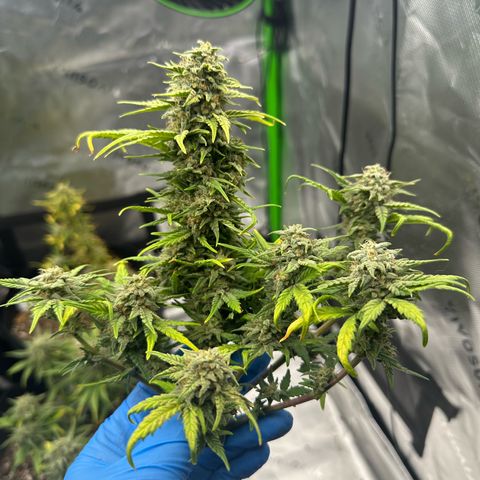 Apple Jack - Bottom growlog timeline photo