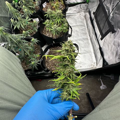 Apple Jack - Bottom growlog timeline photo