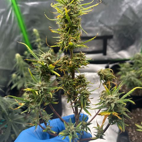 Apple Jack - Top growlog timeline photo