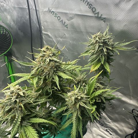 Blue Dream growlog timeline photo