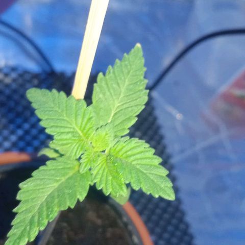 Wedding Cake growlog timeline photo
