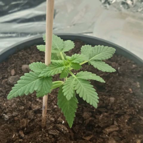 Wedding Cake growlog photo: Wedding Cake USA
Indica