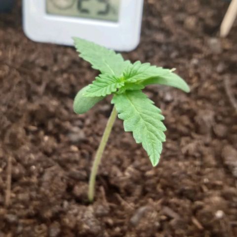 El Patron growlog photo: El Patron 
Hybrid AMG / Shiva 