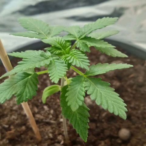 Wedding Cake growlog photo: Wedding Cake 
Indica USA
