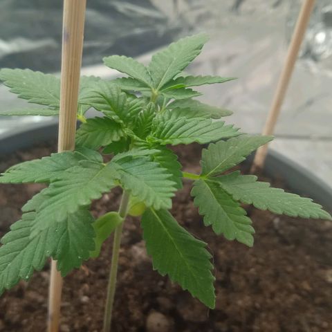 Wedding Cake growlog timeline photo