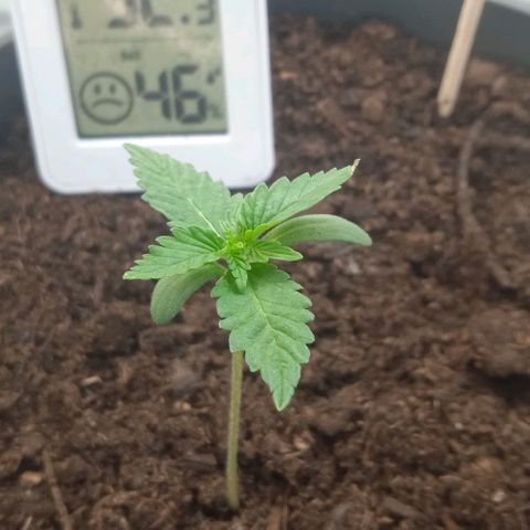 El Patron growlog timeline photo