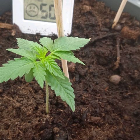 El Patron growlog photo: She's a fast Grower 
El Patron Sativa Indica Hybrid
From AMG & SHIVA