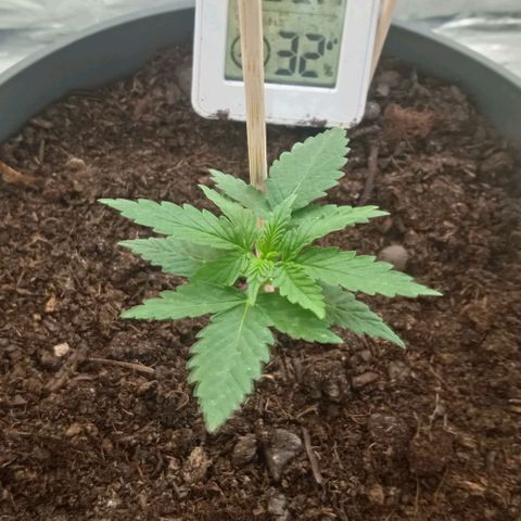 El Patron growlog timeline photo