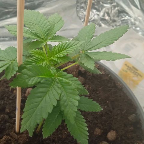Wedding Cake growlog timeline photo