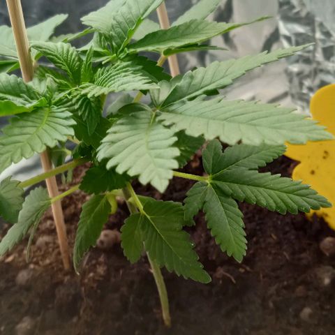 Wedding Cake growlog timeline photo