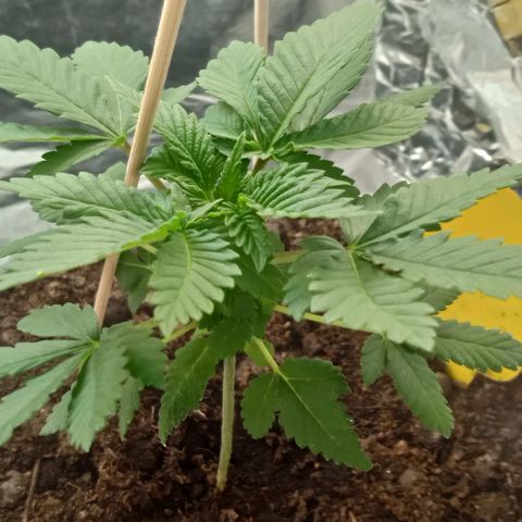 Wedding Cake growlog timeline photo