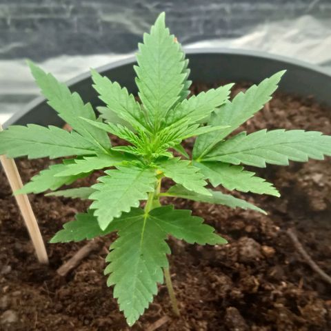 El Patron growlog timeline photo