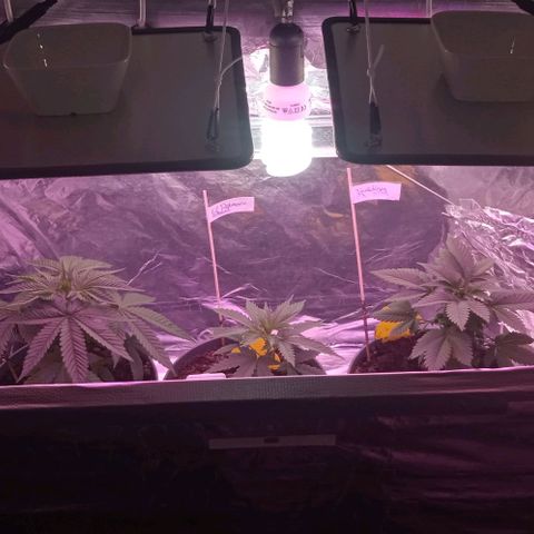 Wedding Cake growlog photo: LED GrowLights 125w 13000lumens X2
Uv-a CFL E27 HG 1x