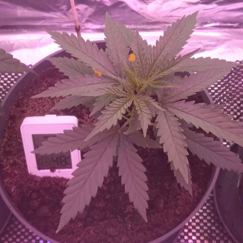 El Patron growlog timeline photo