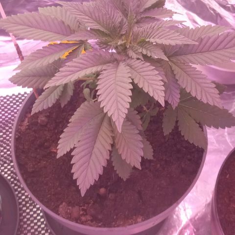 Wedding Cake growlog timeline photo