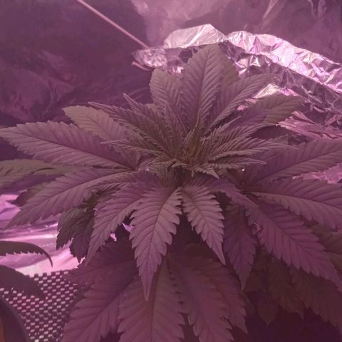 Wedding Cake growlog timeline photo