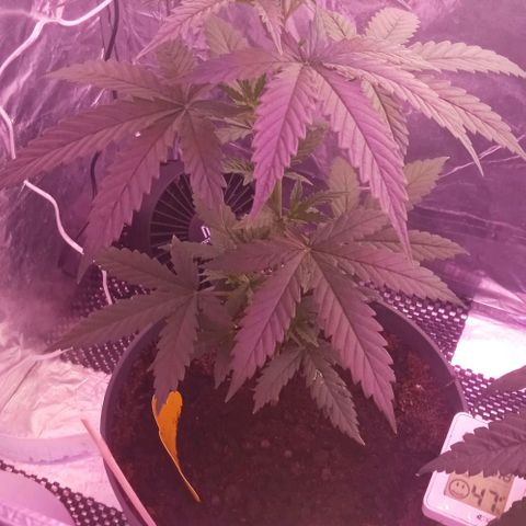 El Patron growlog timeline photo