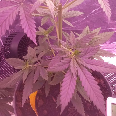 El Patron growlog photo: Cut the top . Was growing too tall , too fast. Trying saving the cutting.