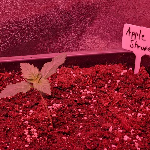 Apple Strudel  Auto growlog timeline photo