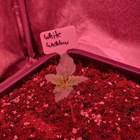 Original Auto White Widow growlog timeline photo