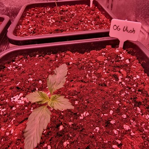 Original Auto OG Kush growlog timeline photo