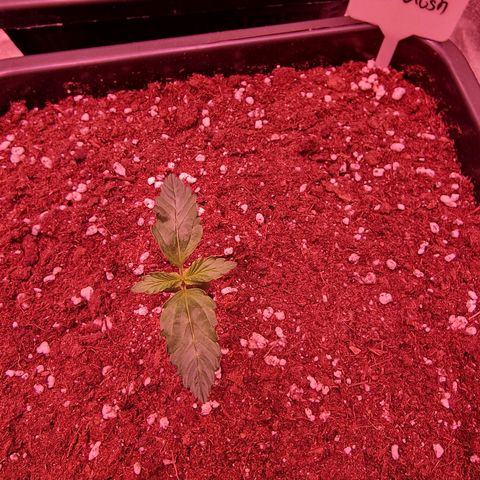 Original Auto OG Kush growlog timeline photo