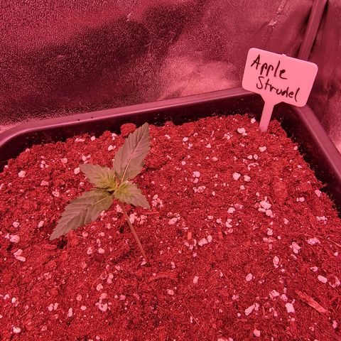 Apple Strudel  Auto growlog timeline photo