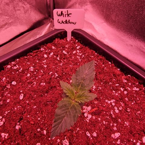 Original Auto White Widow growlog timeline photo