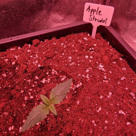 Apple Strudel  Auto growlog timeline photo