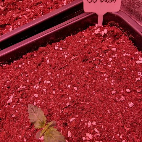 Original Auto OG Kush growlog timeline photo