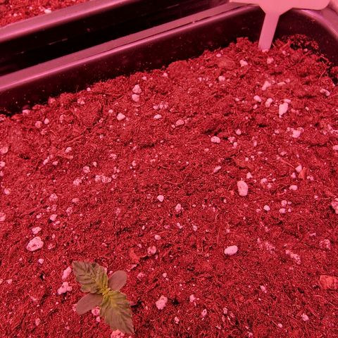 Original Auto OG Kush growlog timeline photo